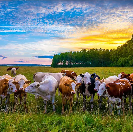 Büyükbaş Hayvan Hayat Sigortası