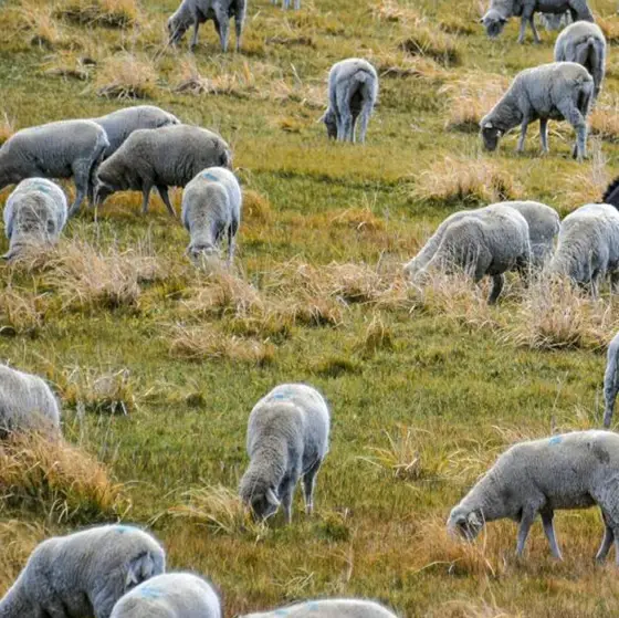Küçükbaş Hayvan Hayat Sigortası