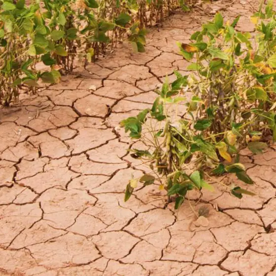 Köy Bazlı Verim Sigortası