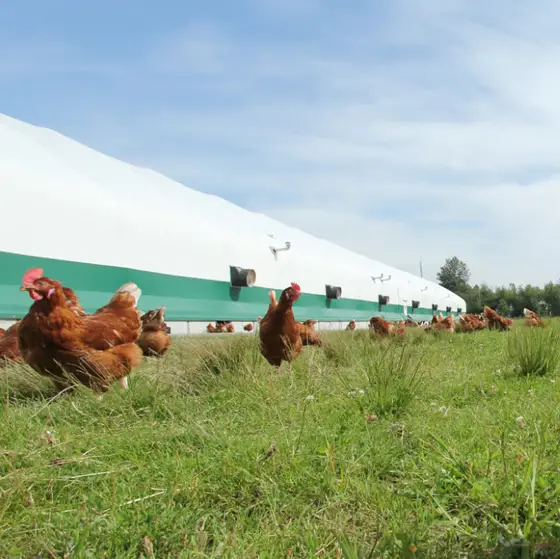 Kümes Hayvanları Hayat Sigortası