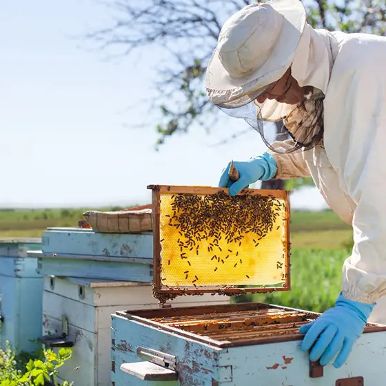 Arıcılık Sigortası